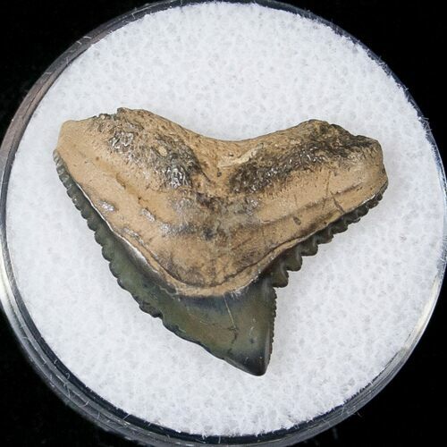 Fossil Tiger Shark Tooth - South Carolina #17331